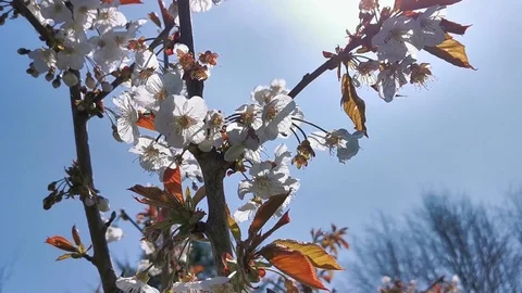 Cherry Blossom Stock Footage 128895687