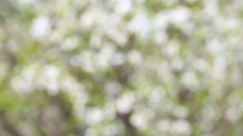 Cherry blossom Video stock 130183910