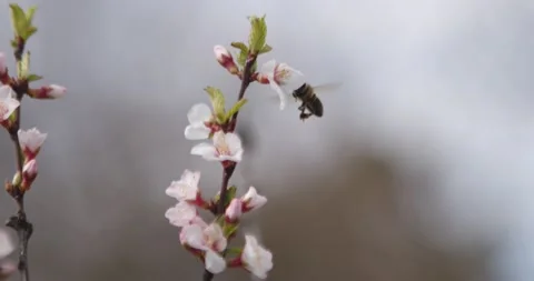 Cherry blossom Stock Footage 132603120