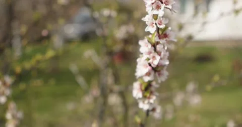 Cherry blossom Video stock 132603159