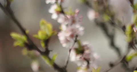 Cherry blossom Video stock 132603164