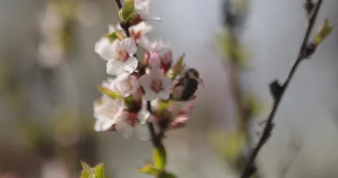 Cherry blossom Stock Footage 132603168