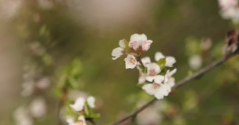 Cherry blossom Stock Footage 132603280