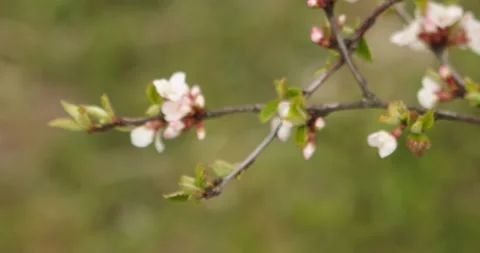 Cherry blossom Video stock 132603296