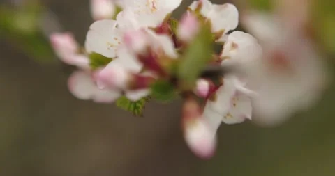 Cherry blossom Video stock 132603325