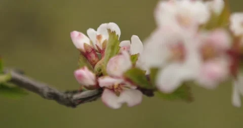 Cherry blossom Stock Footage
