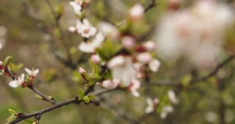 Cherry blossom Video stock 132603356