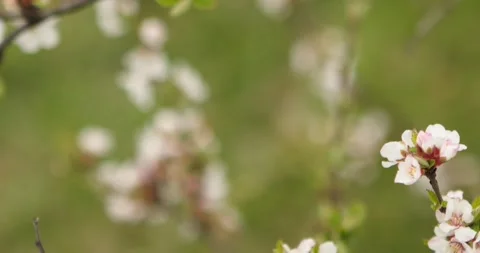 Cherry blossom Video stock 132603373