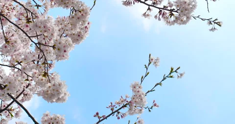 Cherry blossom Stock Footage 139290647
