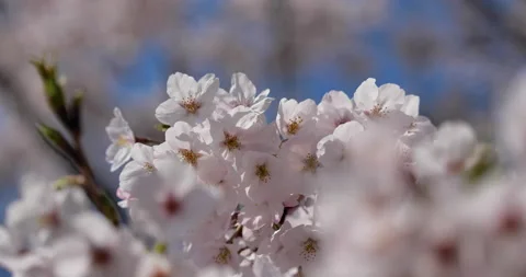 Cherry blossom Stock Footage 139924002