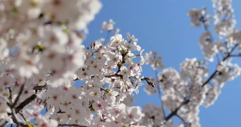 Cherry blossom Stock Footage 140243914
