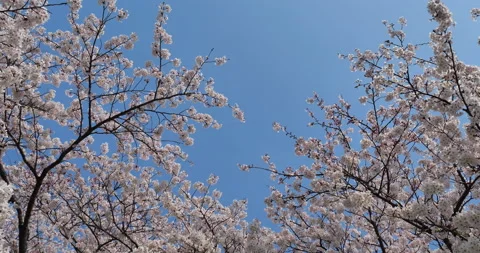 Cherry blossom Video stock 140244010