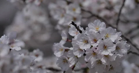Cherry blossom Stock Footage 140366406