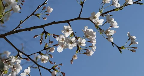 Cherry blossom Stock Footage 141166782