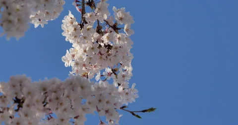 Cherry blossom Stock Footage 142491922