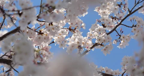 Cherry blossom Video stock 142492003