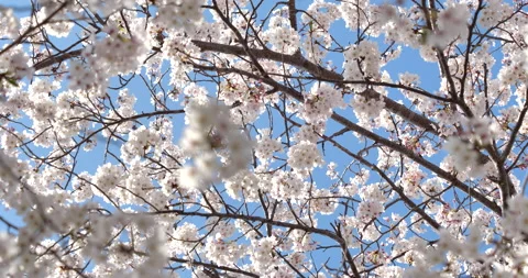 Cherry blossom Video stock 142493621