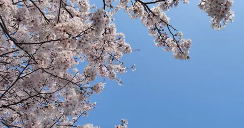Cherry blossom Stock Footage 142614976