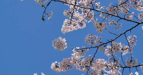 Cherry blossom Stock Footage 142767778