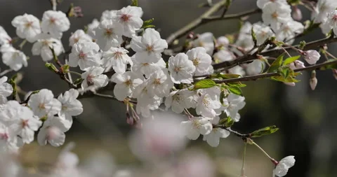 Cherry blossom Stock Footage 142820531