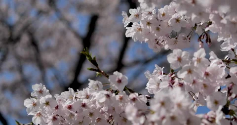 Cherry blossom Stock Footage 144332705