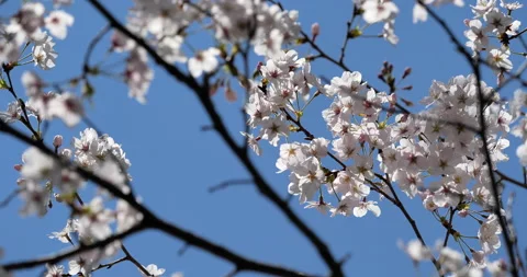 Cherry blossom. Stock Footage 144413222