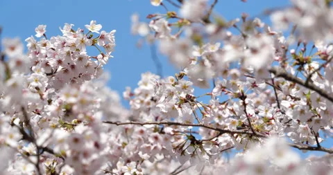 Cherry blossom Stock Footage 144999300