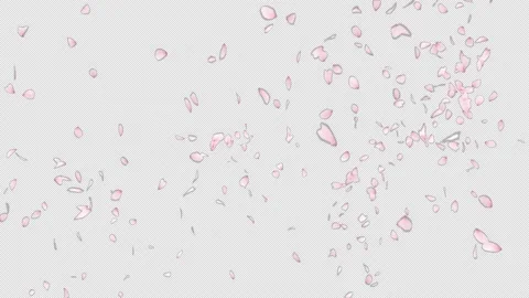 Cherry Blossom 스톡 동영상 151302834