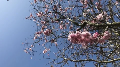 Cherry Blossom Stock Footage 151352076
