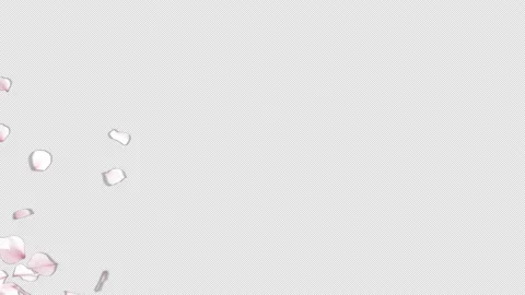 Cherry Blossom Stock Footage 151883160