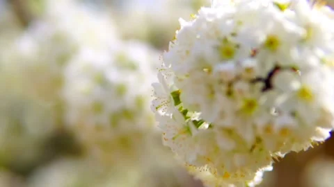 Cherry Blossom Stock Footage