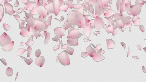 Cherry Blossom 스톡 동영상 156378430