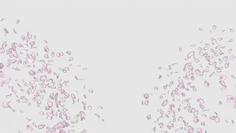 Cherry Blossom 스톡 동영상 164700636
