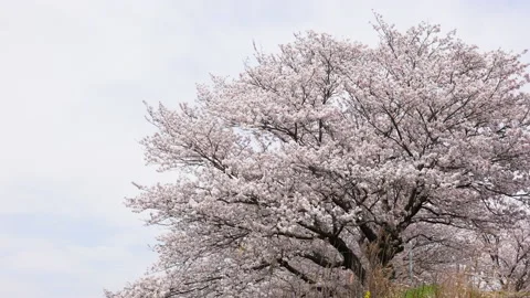 Cherry blossom 스톡 동영상 165381693