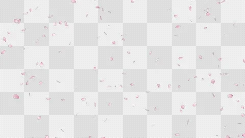 Cherry Blossom Stock Footage 166219446