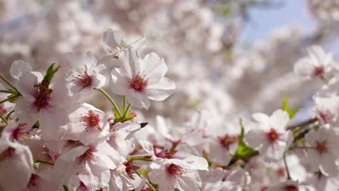 Cherry blossom Video stock 168219159
