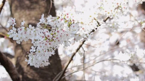 Cherry Blossom Stock Footage 236689096