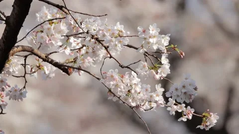 Cherry Blossom Stock Footage 236689123