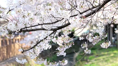 Cherry Blossom Stock Footage 237175885