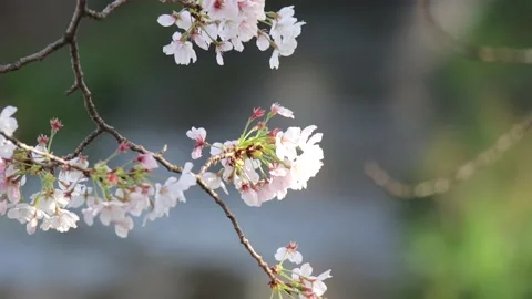 Cherry Blossom Stock Footage 237175886