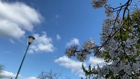Cherry Blossom Stock Footage 237398460