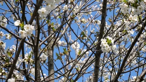 Cherry blossom Stock Footage 237805625