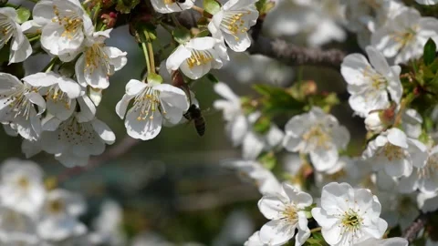 Cherry blossom Stock Footage 237805626
