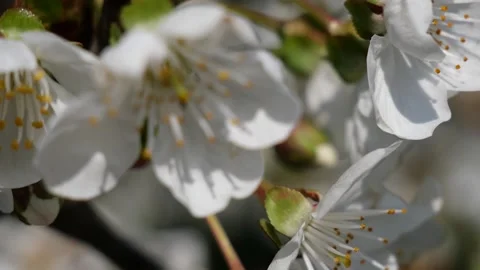 Cherry blossom Stock Footage 237808291