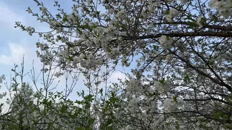 Cherry blossom Stock Footage 240344170