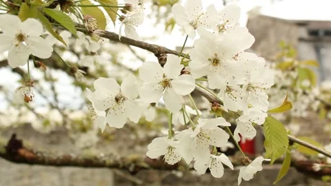 Cherry Blossom Stock Footage 240657636