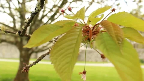 Cherry Blossom Stock Footage 240657650