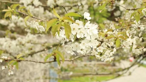 Cherry Blossom Stock Footage 240657786