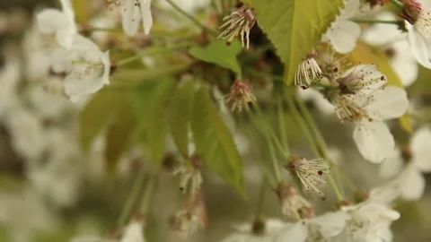 Cherry Blossom Stock Footage 240657832