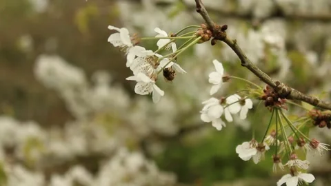 Cherry Blossom Stock Footage 240657833